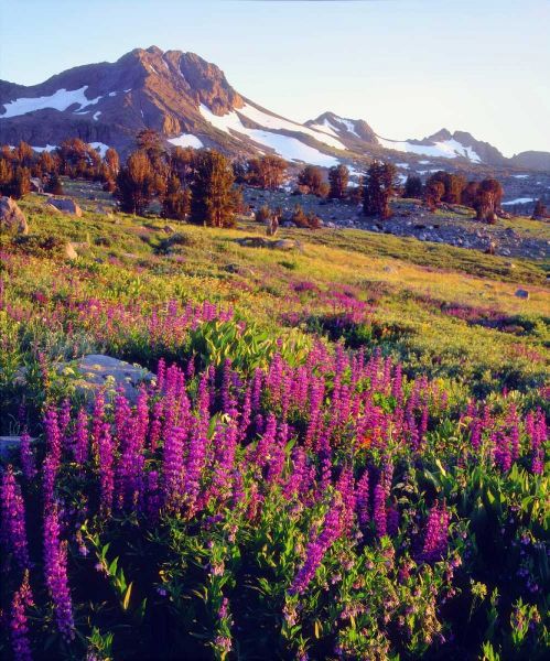 CA, Sierra Nevada Lupine flowers at Carson Pass
